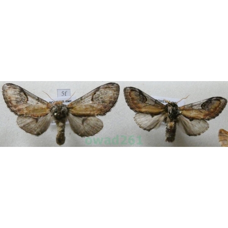 Notodonta ziczac (Linnaeus, 1758) pair Garbatka zygzakówka Czech5f